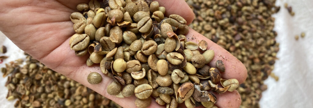 Granos de café excelsa sin tostar